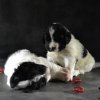 Chiot Landseer Faun et Combo z laderova